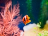 Nemo!